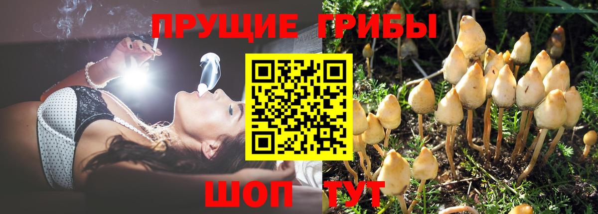 Подольск  Галлюциногенные грибы Psilocybine cubensis  Вход с VPN  Галлюциногенные грибы Psilocybe 